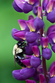 macro photography