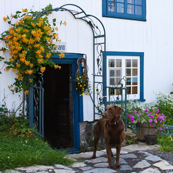 doors and windows